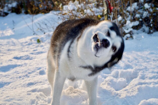 Hund auf dem Schneefeld