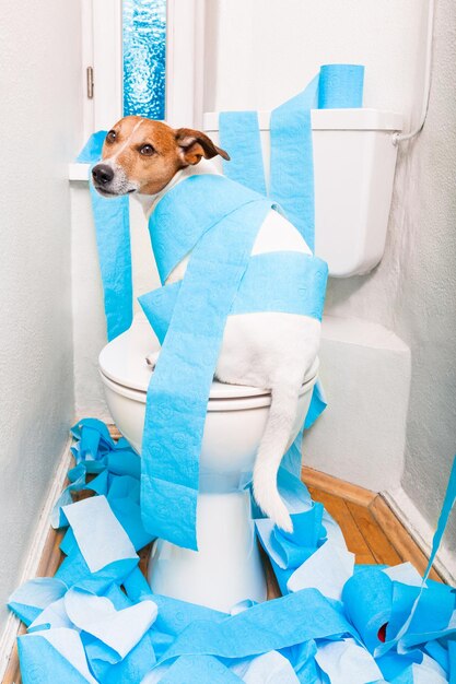 Hund auf dem Toilettensitz