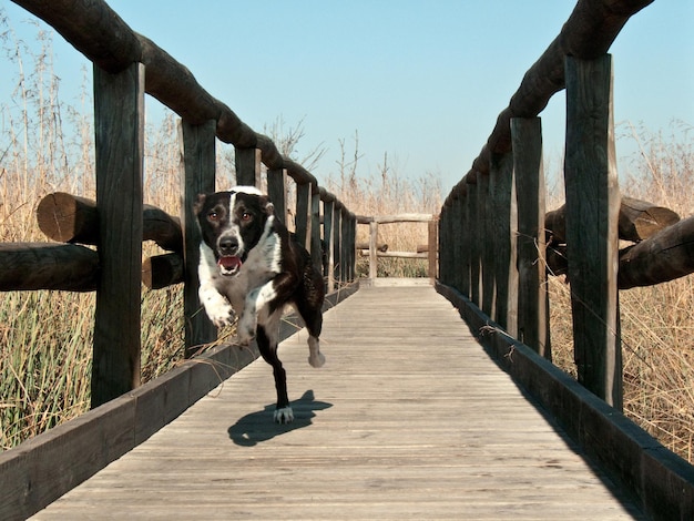 Hund auf der Brücke gegen klaren Himmel