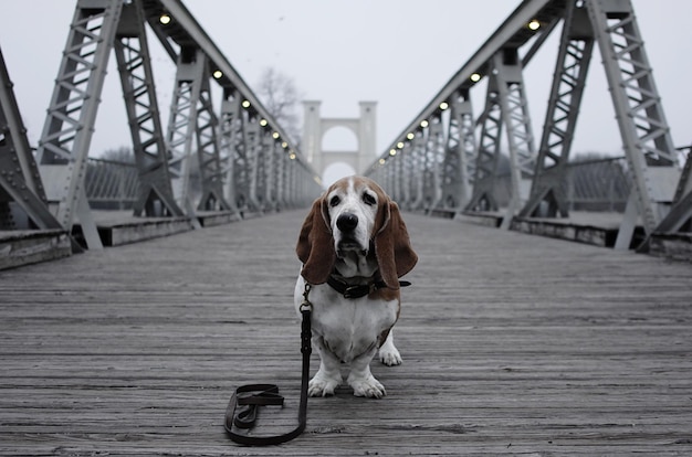 Foto hund auf der brücke