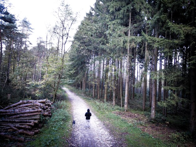 Foto hund auf der straße im wald