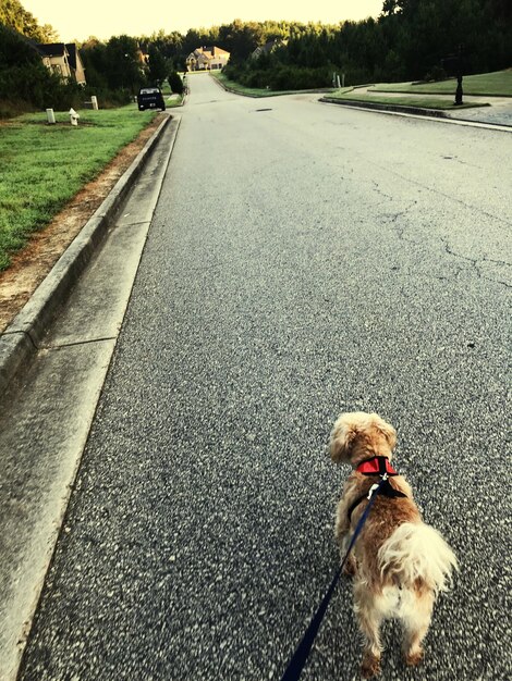 Foto hund auf der straße in der stadt