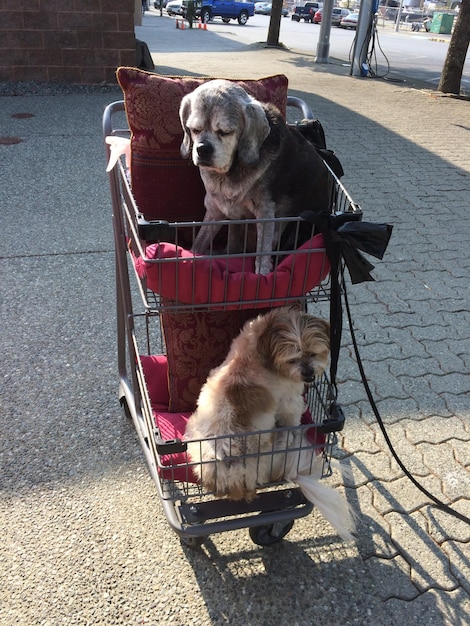 Foto hund auf der straße in der stadt