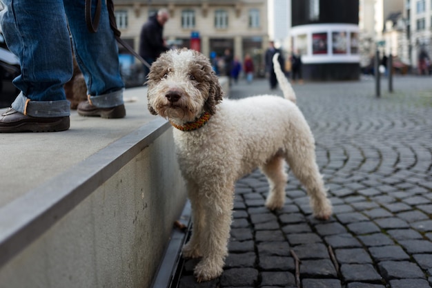 Hund auf der Straße
