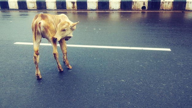 Foto hund auf der straße