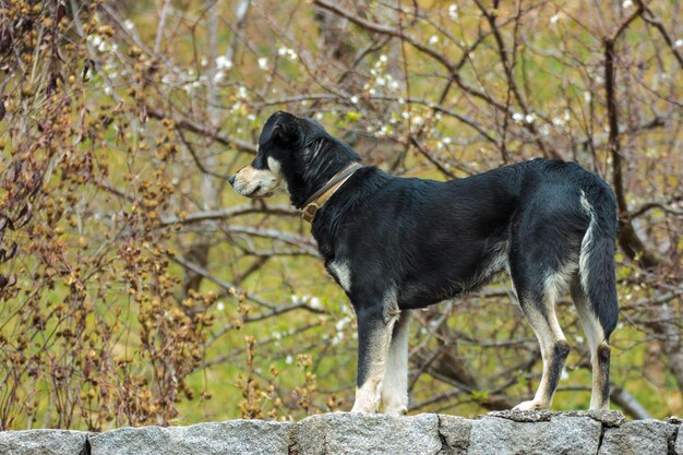 Foto hund auf einem baum