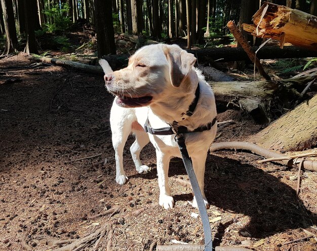 Hund auf einem Baum