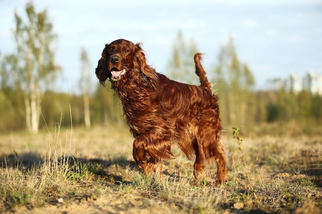 Hund auf einem Feld