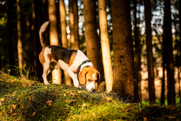 Foto hund auf einem feld