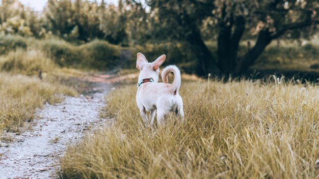 Foto hund auf einem feld