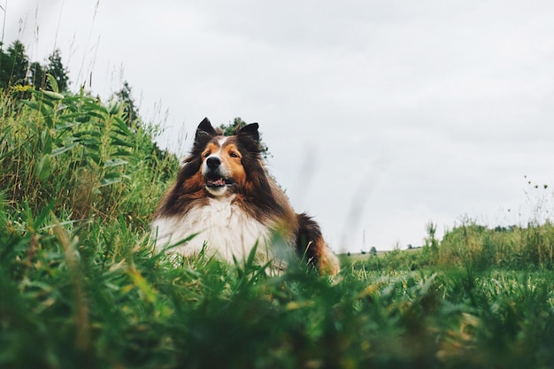 Foto hund auf einem feld