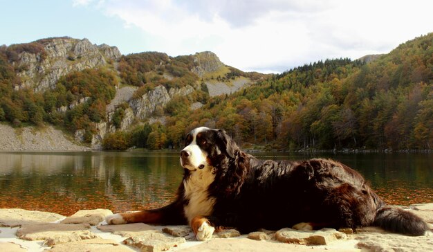 Foto hund auf einem felsen am see gegen den himmel