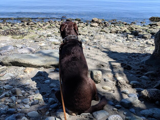 Foto hund auf einem felsen am strand