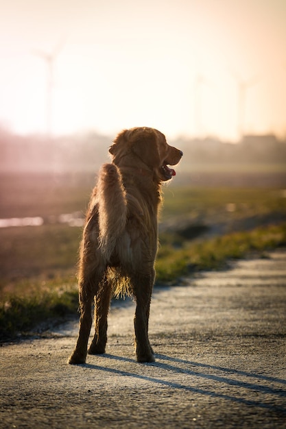 Hund auf einem Felsen bei Sonnenuntergang