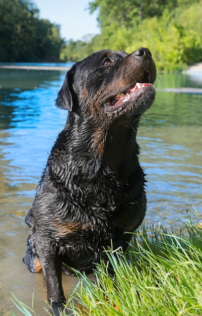 Foto hund auf einem nassen see