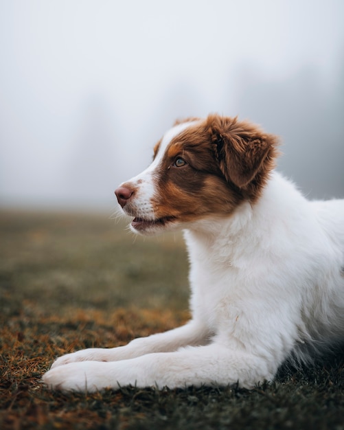 Hund auf einem nebligen Feld