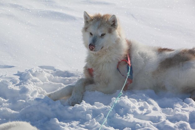 Foto hund auf einem schneefeld gegen den himmel