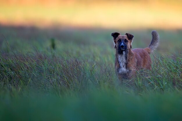 Hund auf einer Lichtung