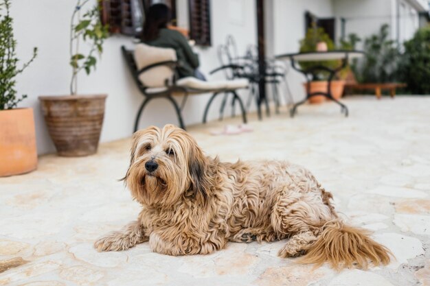 Hund auf einer Terrasse