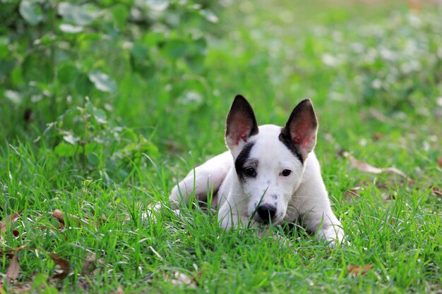 Hund auf Gras