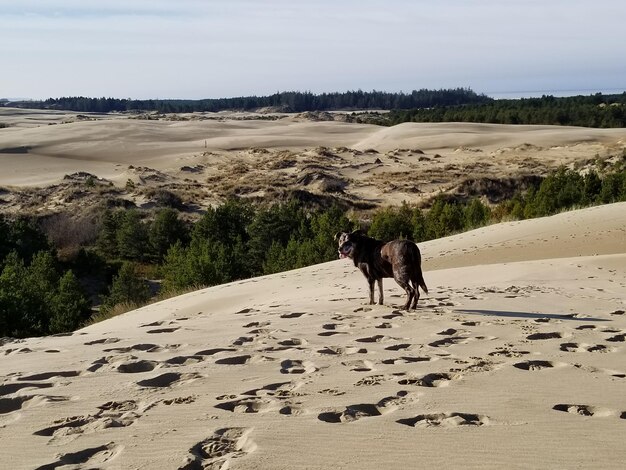 Foto hund auf sand