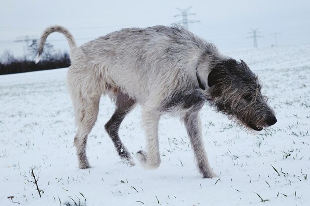 Foto hund auf schnee gegen den himmel