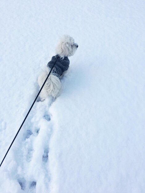 Foto hund auf schnee