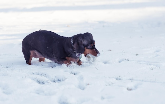 Foto hund auf schnee