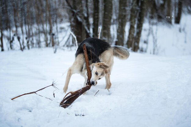 Foto hund auf schneebedecktem land