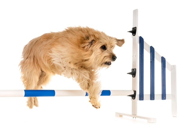 Hund auf Sitz auf weißem Hintergrund