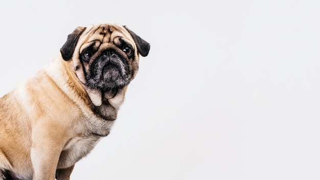 Hund auf weißem Hintergrund