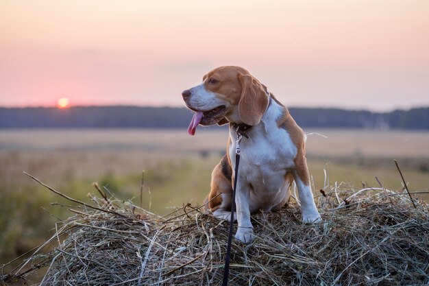 Hund Beagle auf einer Rolle Heu in einem Feld