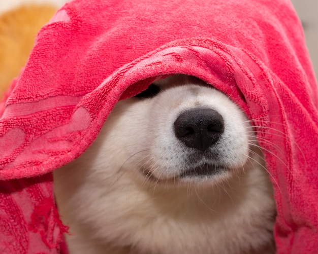 Hund bedeckt mit Akita Inu Handtuch