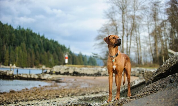 Foto hund bei bäumen gegen den himmel