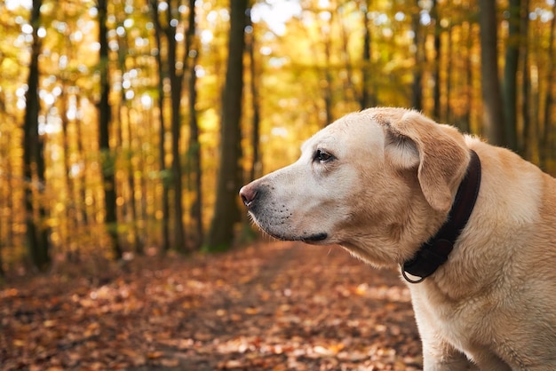 Hund beim Spaziergang im Herbstwald Porträt eines alten gelben Labrador Retrievers