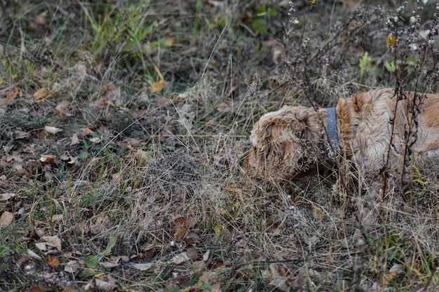 Hund bellt Igel im Wald an