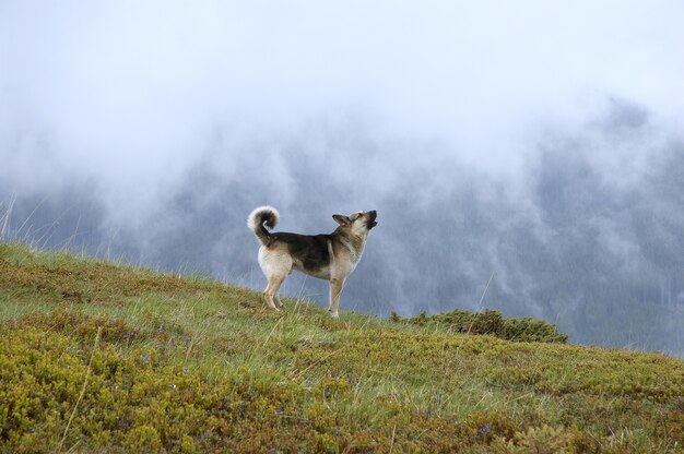 Hund bellt vor dem Hintergrund der Berge. Landschaft mit Nebel in den Bergen. Ruf der Berge