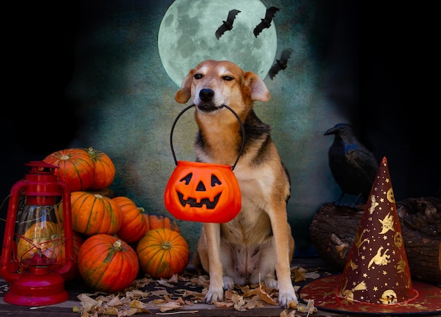 Hund bettelt an Halloween um Süßigkeiten