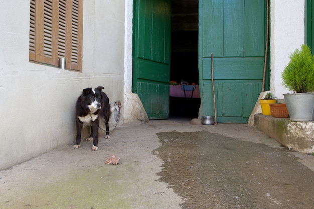 Hund bewacht den Hauseingang