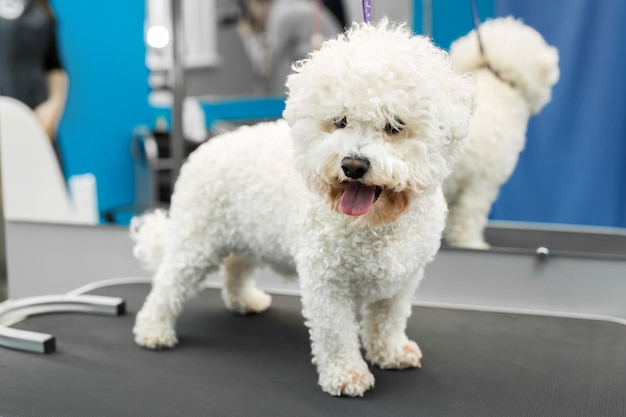 Hund Bichon Frise steht auf einem Tisch in einer Tierklinik