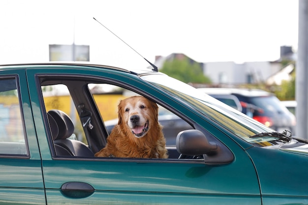 Hund blickt auf Parkplatz aus Autofenster und wartet auf Hundeführer.