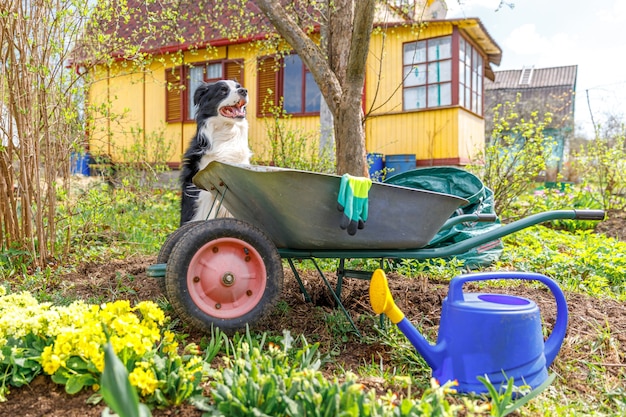 Foto hund border collie mit schubkarre gartenwagen in der gartenszene. lustiges hündchen als gärtner