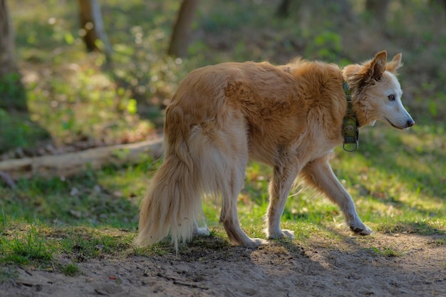 Hund chillen im Naturwald Wald weiß und braun amsterdam