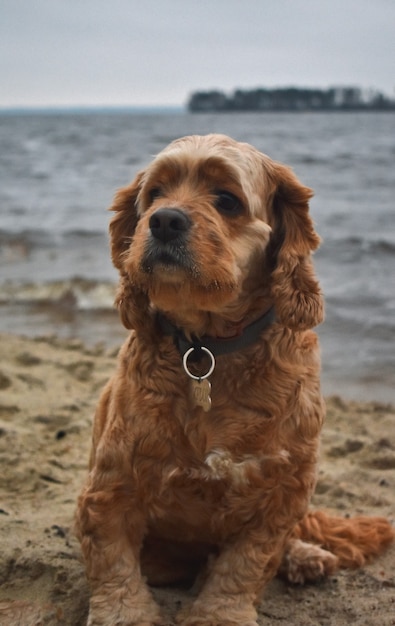 Hund Cocker Spaniel geht am Flussufer spazieren