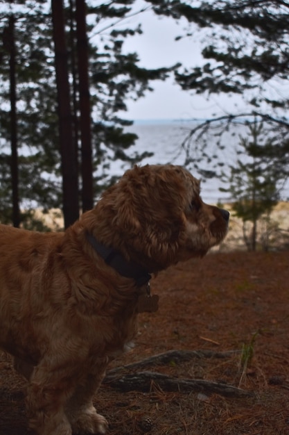 Hund Cocker Spaniel geht am Flussufer spazieren