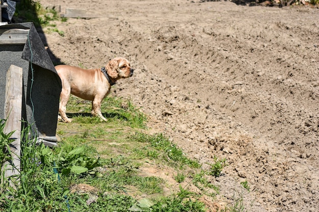 Hund Cocker Spaniel im Dorf