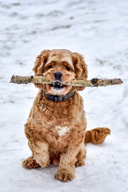 Hund Cocker Spaniel im Winterpark