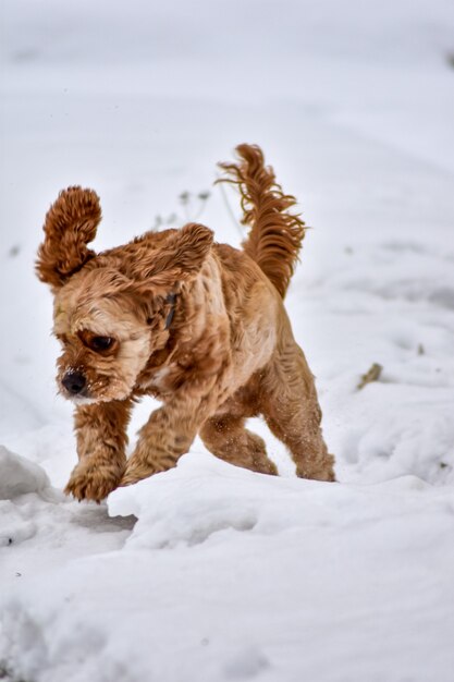 Hund Cocker Spaniel im Winterpark