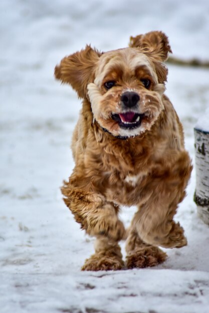 Hund Cocker Spaniel im Winterpark