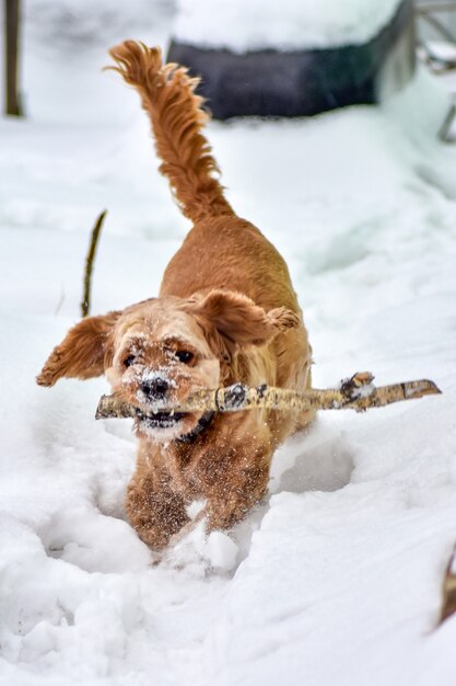 Hund Cocker Spaniel im Winterpark